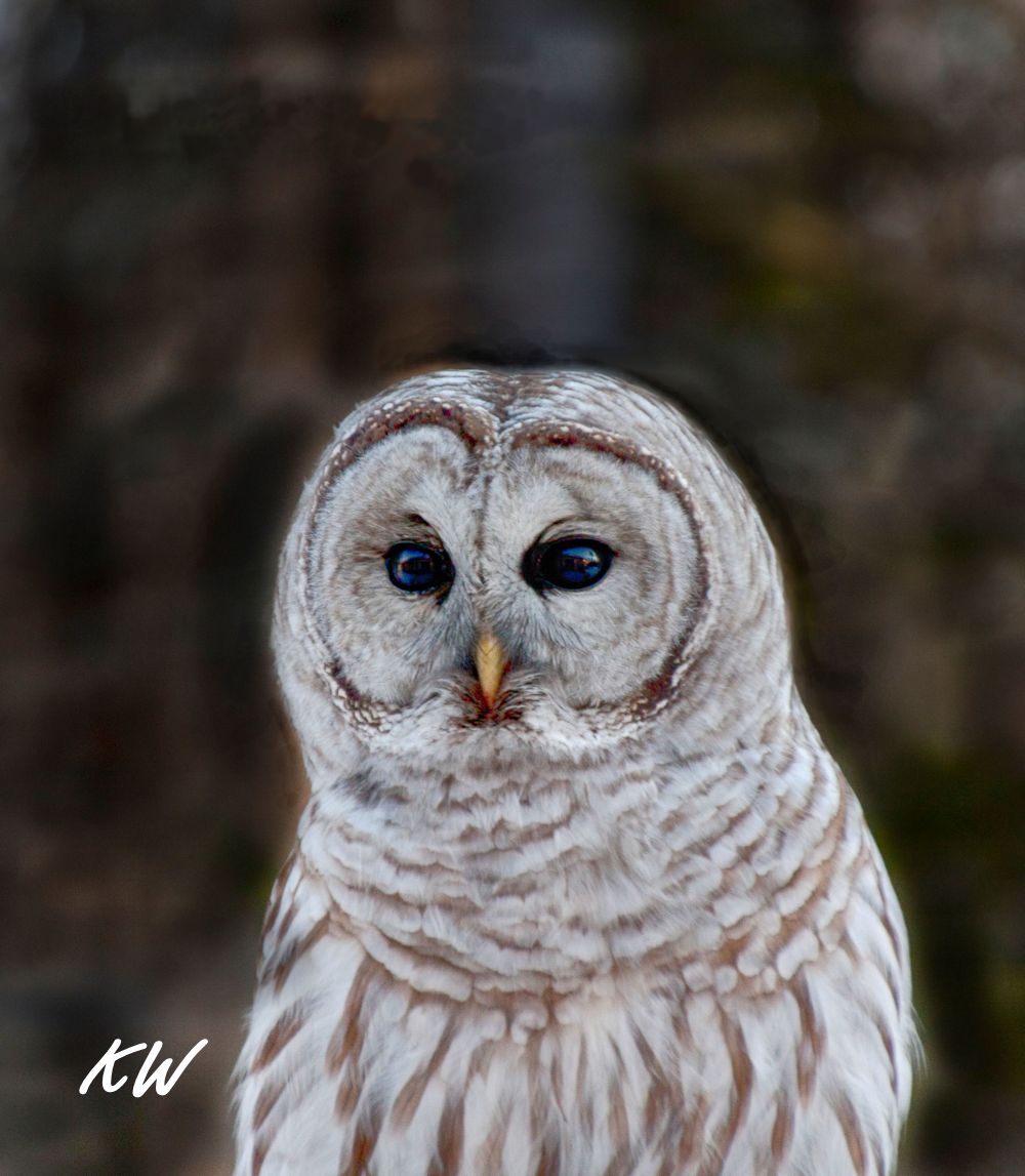 Barred Owl