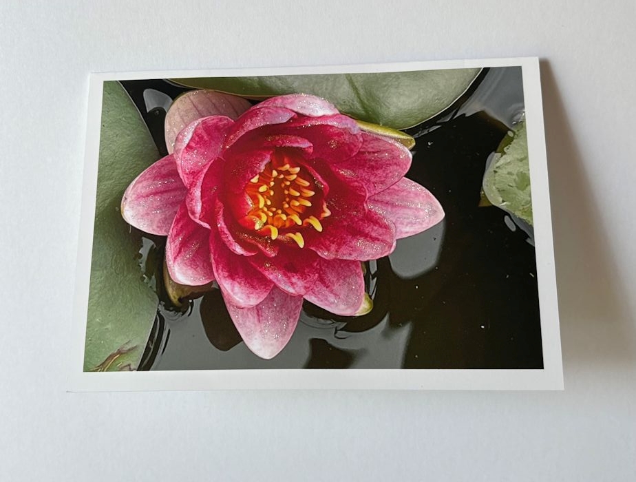 Waterlily